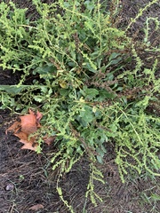 Beta vulgaris