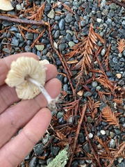Lepiota rubrotinctoides