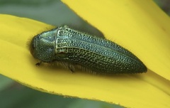 Acmaeodera resplendens