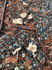 Lepiota rubrotinctoides
