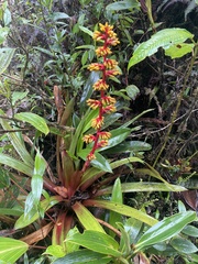 Guzmania multiflora