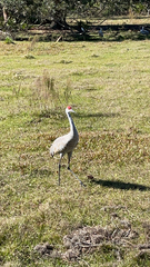 Antigone canadensis pratensis