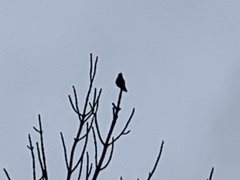 Calypte anna