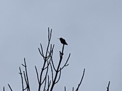 Calypte anna