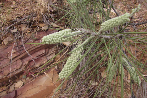 Image of Hakea chordophylla by (c) coenobita, some rights reserved (CC BY)