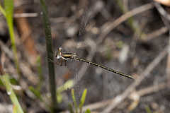 Archiargiolestes parvulus