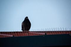 Columba livia