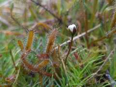 Drosera arcturi