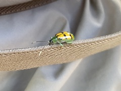 Diabrotica viridicollis