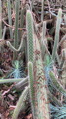 Nyctocereus serpentinus