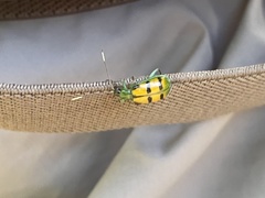 Diabrotica viridicollis