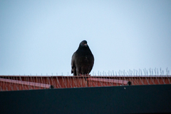 Columba livia