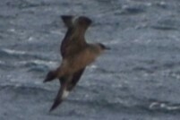 Stercorarius chilensis