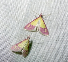 Choristostigma roseopennalis