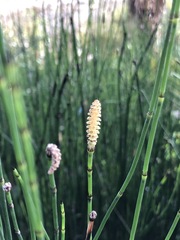 Equisetum ramosissimum