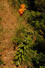 Lilium humboldtii humboldtii