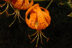 Lilium humboldtii humboldtii