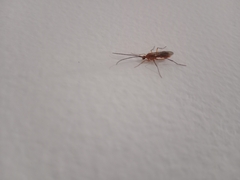Hymenoptera
