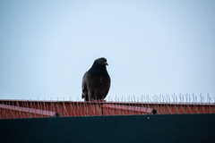 Columba livia