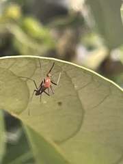 Coquillettidia xanthogaster