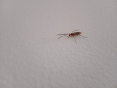 Hymenoptera