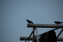 Columba livia