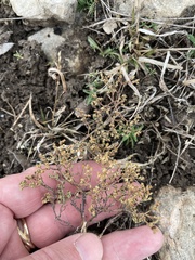 Paronychia lindheimeri