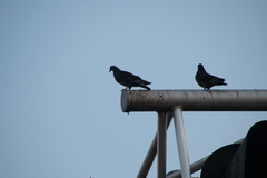 Columba livia