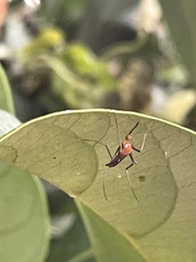 Coquillettidia xanthogaster