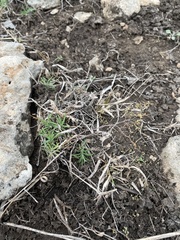 Paronychia lindheimeri