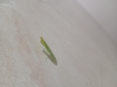 Tropidomantis tenera