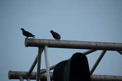 Columba livia