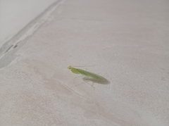 Tropidomantis tenera