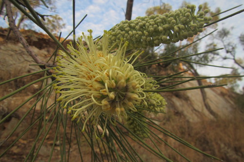 Image of Hakea chordophylla by (c) coenobita, some rights reserved (CC BY)