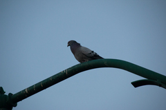 Columba livia domestica