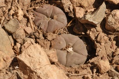 Lophophora williamsii