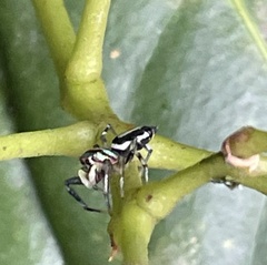 Cosmophasis micarioides