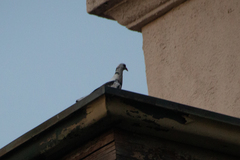 Columba livia