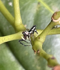 Cosmophasis micarioides