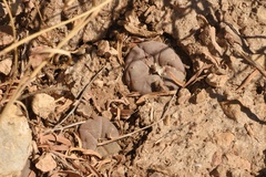 Lophophora williamsii