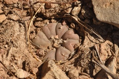 Lophophora williamsii