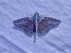 Dolichosomastis leucogrammica