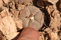 Lophophora williamsii