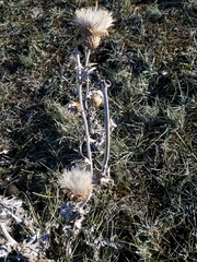 Cirsium undulatum