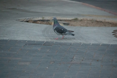 Columba livia domestica