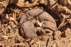 Lophophora williamsii
