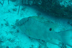 Lachnolaimus maximus