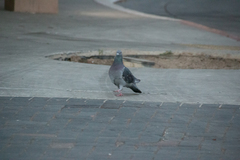 Columba livia domestica