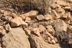 Lophophora williamsii
