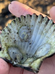 Crepidula plana
